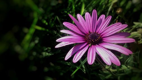 Close-up of pink flower blooming outdoors