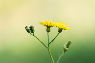 Close-up of yellow flowering plant