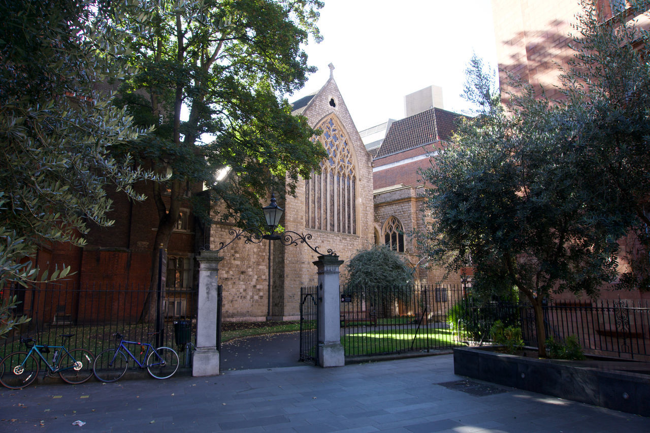 TREES AND BUILDINGS IN CITY