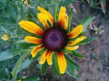 Close-up of yellow flower