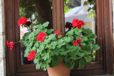 Close-up of red flowering plant in pot