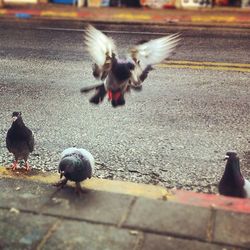 Pigeon on road