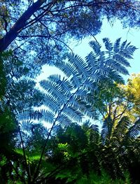 Low angle view of trees