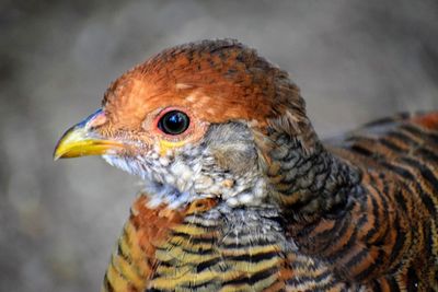 Close-up of a bird