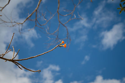 Low angle view of bird on branch against sky