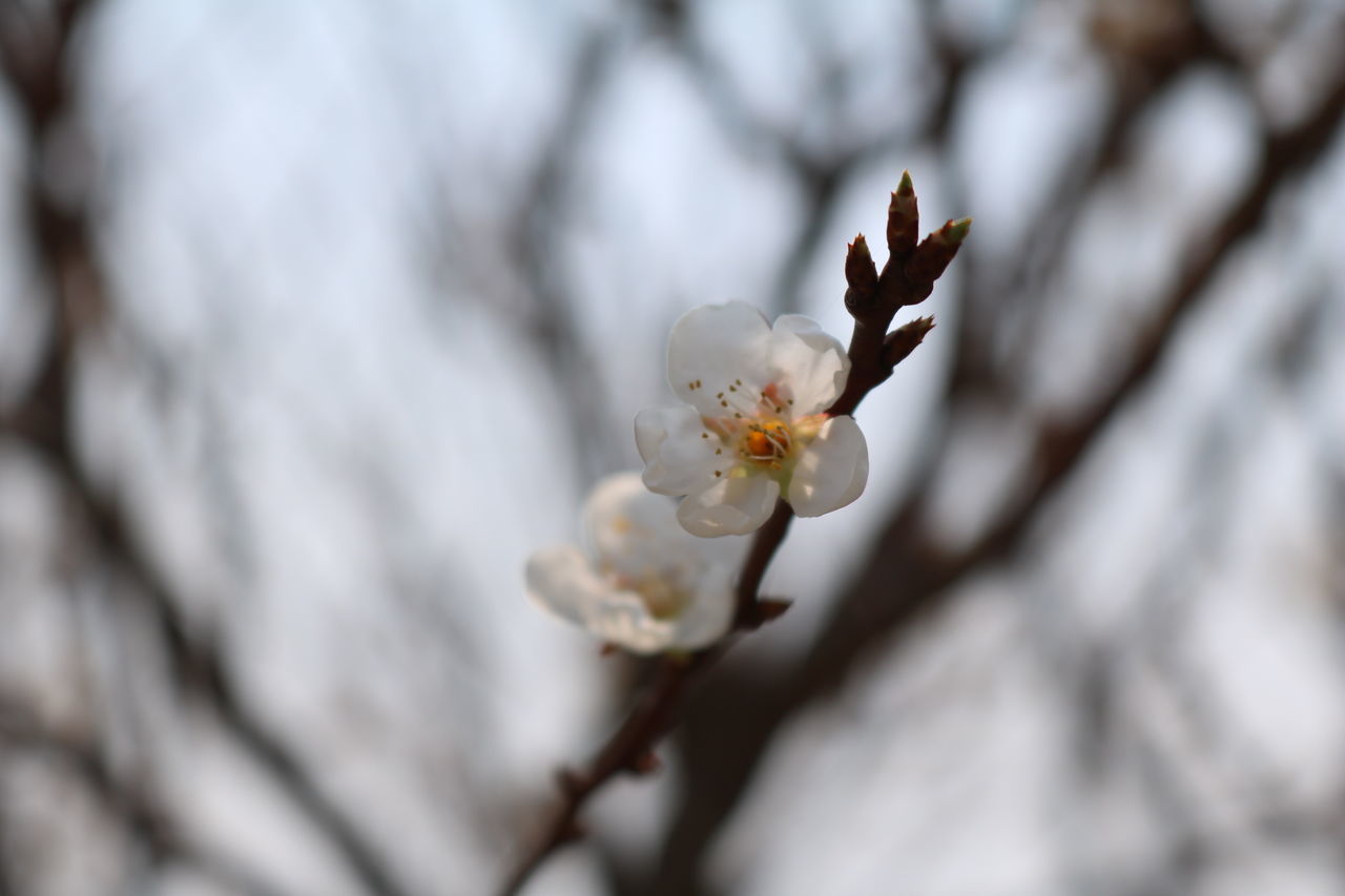 CLOSE-UP OF CHERRY BLOSSOMS