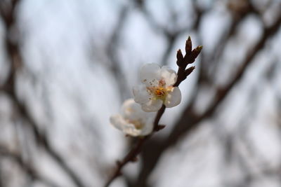 Close-up of white cherry blossom