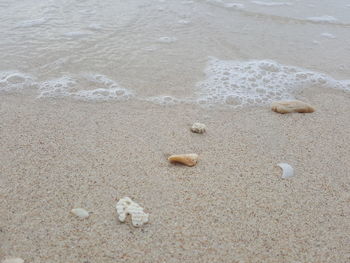 High angle view of crab on sand