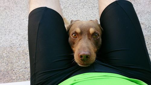 High angle portrait of dog amidst man lap