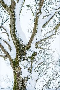 Low angle view of tree against sky