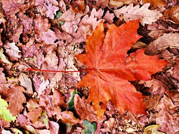 Close-up of fallen maple leaves on tree