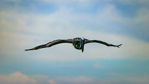 Low angle view of eagle flying in sky