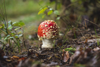 One of the most poisonous mushrooms - fly agaric growing on mountain meadow