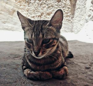 Close-up portrait of tabby sitting outdoors