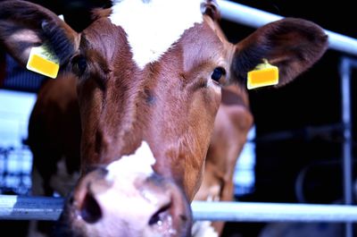 Close-up of cow
