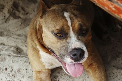 Close-up portrait of dog