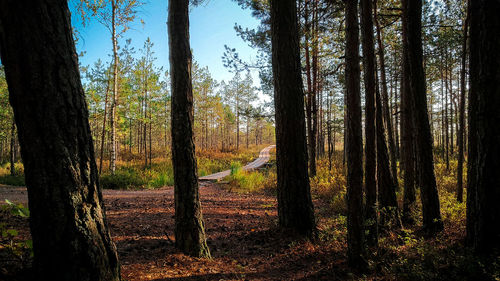 Trees in forest during autumn