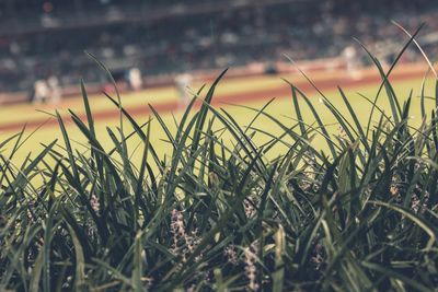 Close-up of wet grass growing on field