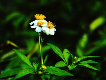Close-up of white flowers