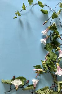 Low angle view of flowering plant against sky