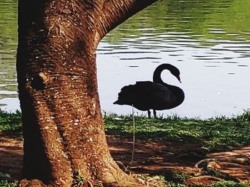 View of birds in lake