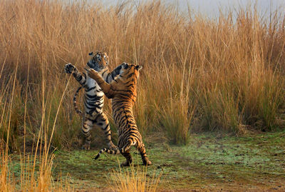 Full length of tigers fighting on field