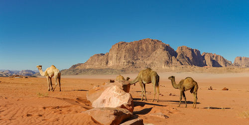 Camels in jordan wadi rum desert on red sand with baby and high mountains in the background