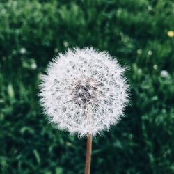 Close-up of dandelion