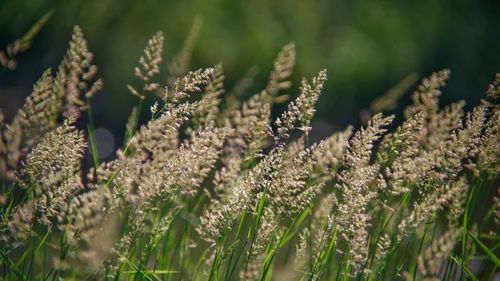 Canary grass in the sunshine