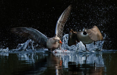 Birds in the lake