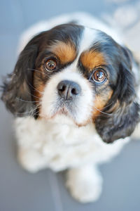 Close-up portrait of dog