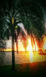 Sun shining through trees