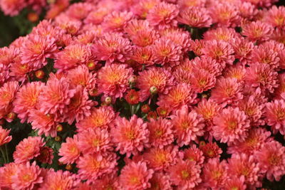 Full frame shot of pink flowering plants