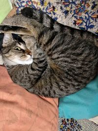 High angle view of cat sleeping on bed