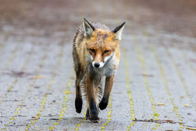 Portrait of fox walking