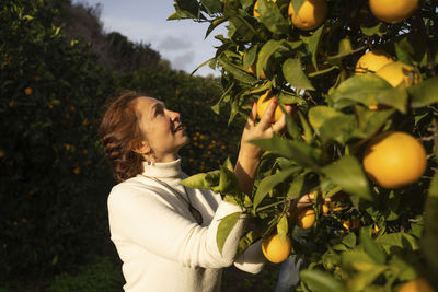 Mature woman picking fresh oranges from tree at orchard