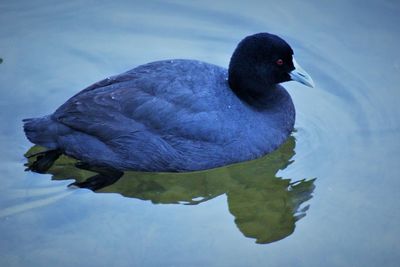 Close-up of duck swimming in lake