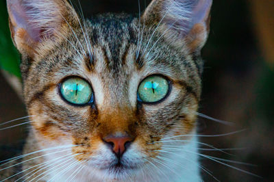 Close-up portrait of a cat