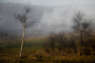 Bare trees in foggy weather