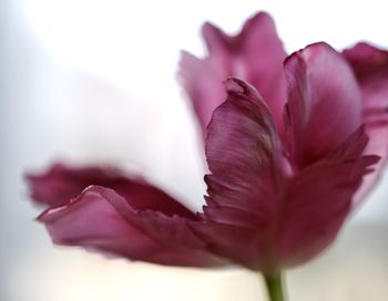 Close-up of pink rose flower