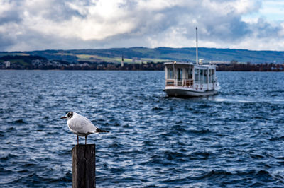 Seagull perching on wooden post in sea