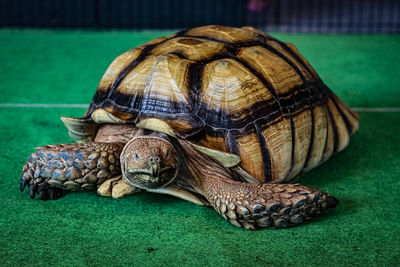 Close-up of a turtle