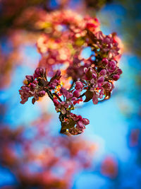 Close-up of pink cherry blossoms in spring