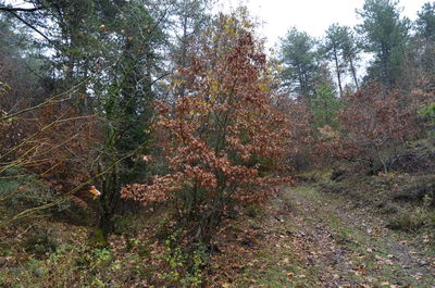 Trees growing in forest