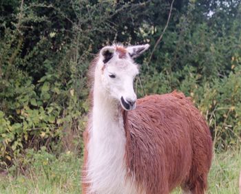 Close-up of alpaca standing on field