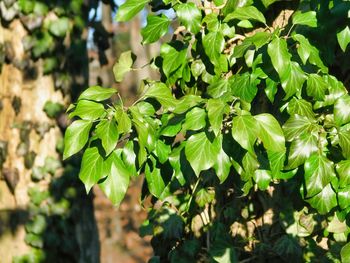 Close-up of green leaves