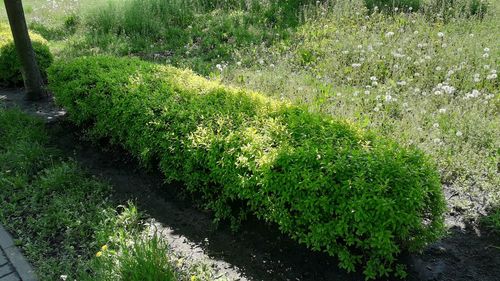 High angle view of grassy field