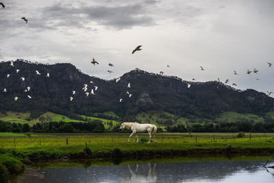 Flock of birds flying in the sky