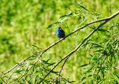 Bird perching on a branch