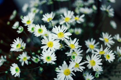 Close-up of flowers blooming outdoors